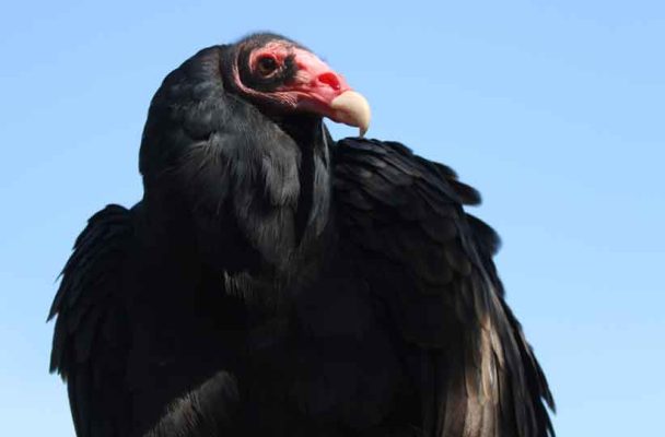September 27, 2026 Turkey Vulture Festival Greg Keelor Port Hope 5644