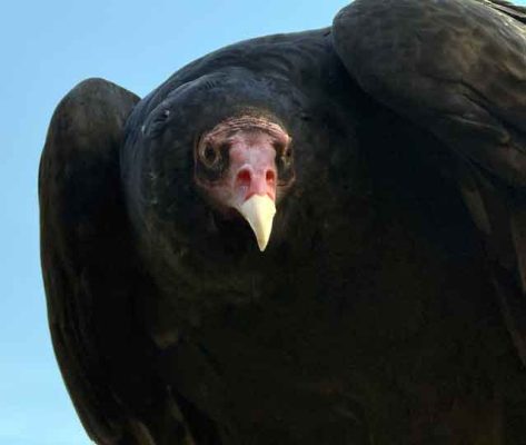 September 27, 2026 Turkey Vulture Festival Greg Keelor Port Hope 5648