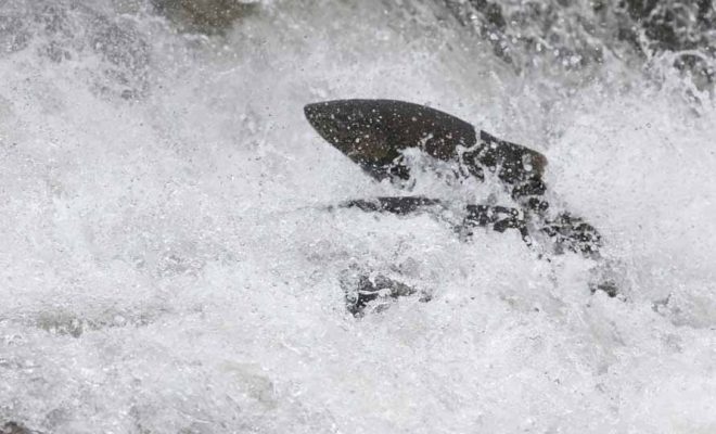 September 27, 2026 salmon 5668