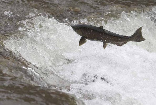 September 27, 2026 salmon 5669