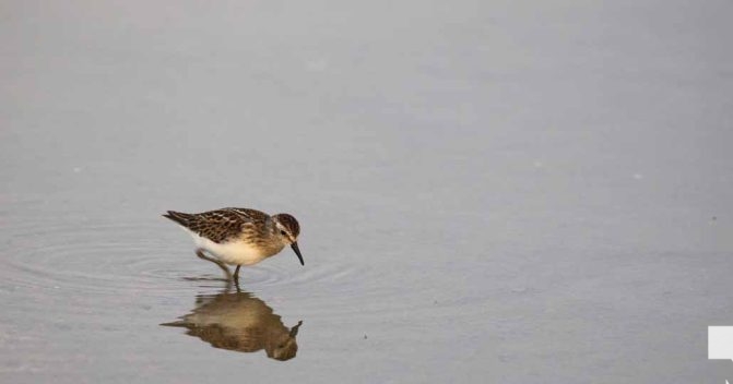 September 3, 2026 Bird4836
