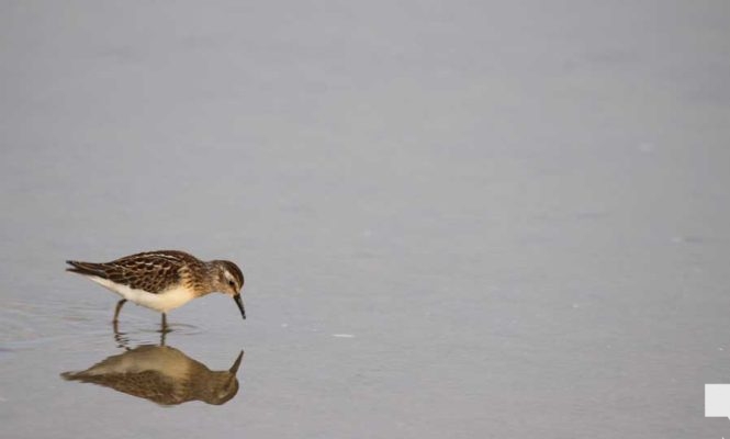 September 3, 2026 Bird4837