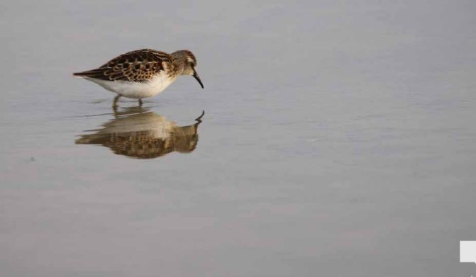 September 3, 2026 Bird4838