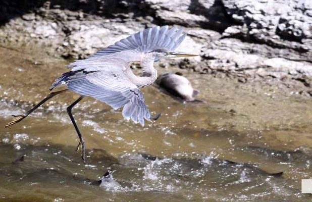 September 3, 2026 salmon blue heron4786