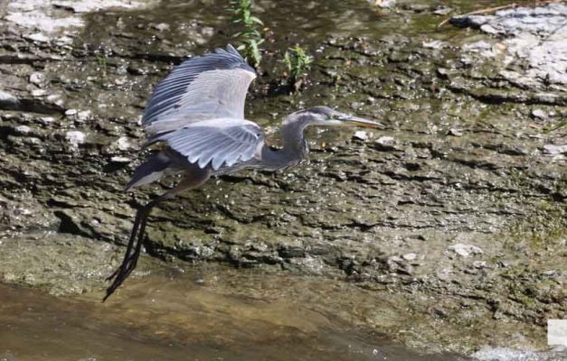 September 3, 2026 salmon blue heron4787