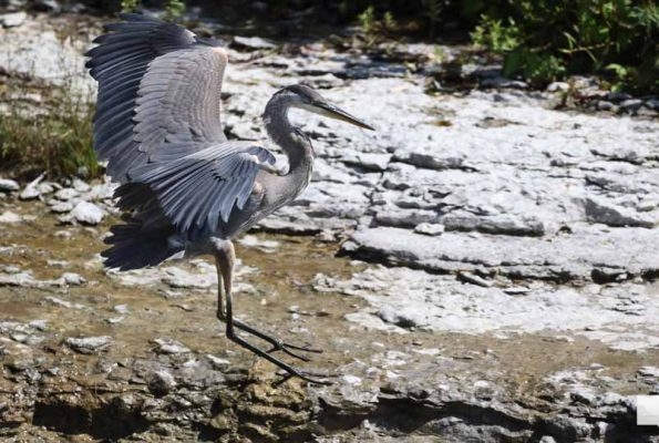 September 3, 2026 salmon blue heron4788