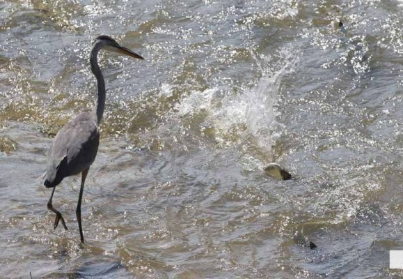 September 3, 2026 salmon blue heron4789