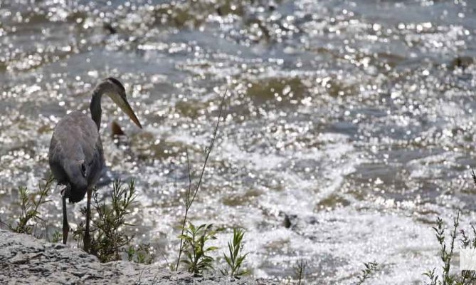 September 3, 2026 salmon blue heron4790