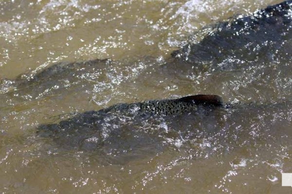 September 3, 2026 salmon blue heron4792