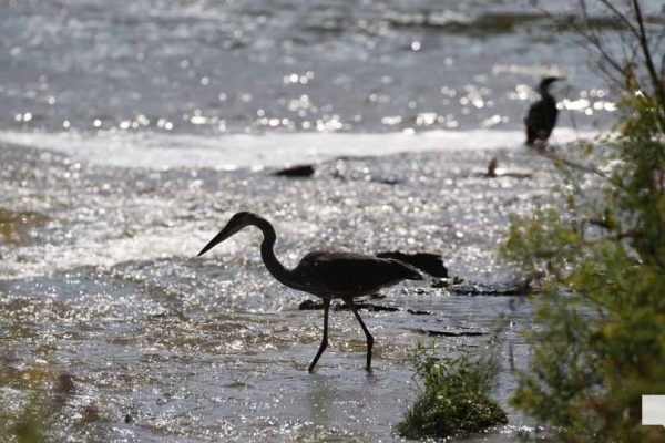 September 3, 2026 salmon blue heron4795