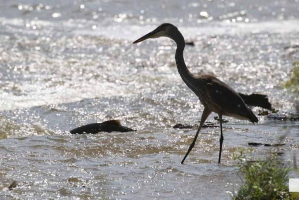 September 3, 2026 salmon blue heron4797