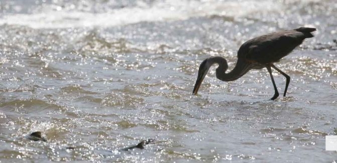 September 3, 2026 salmon blue heron4799