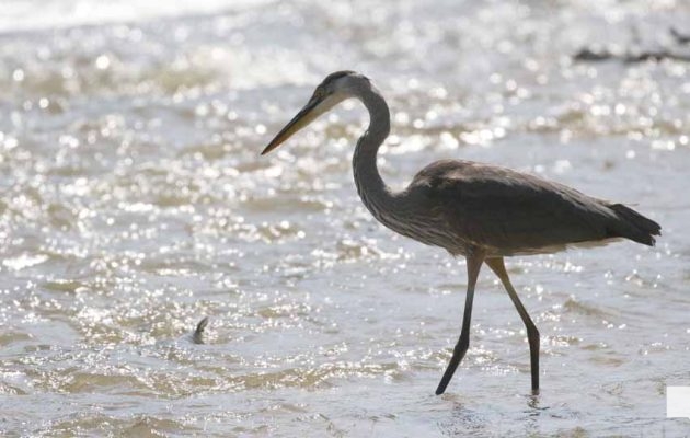 September 3, 2026 salmon blue heron4800