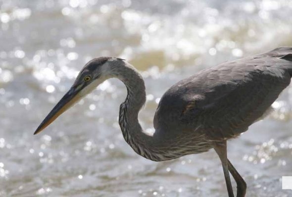 September 3, 2026 salmon blue heron4801