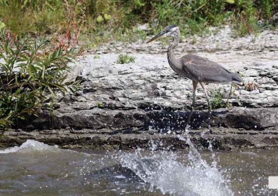September 3, 2026 salmon blue heron4802
