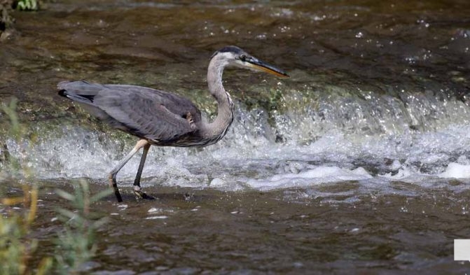 September 3, 2026 salmon blue heron4803
