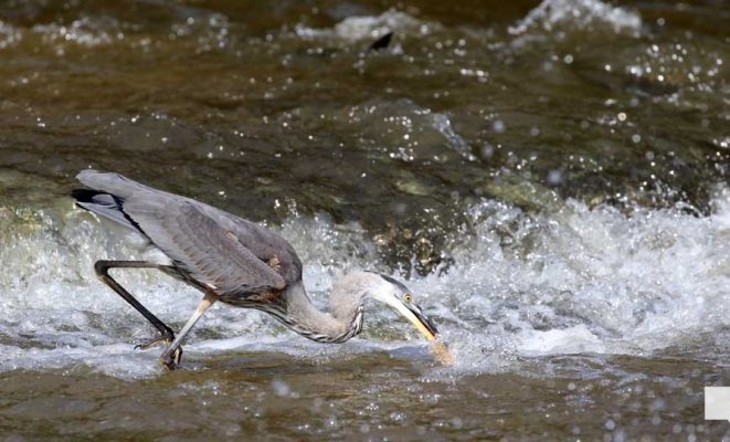 September 3, 2026 salmon blue heron4804