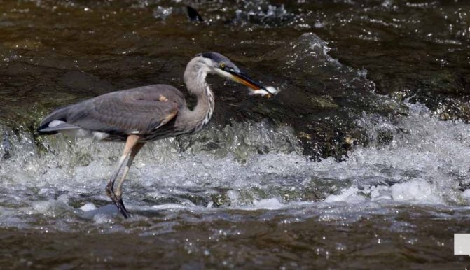 September 3, 2026 salmon blue heron4805