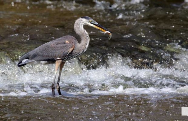 September 3, 2026 salmon blue heron4806