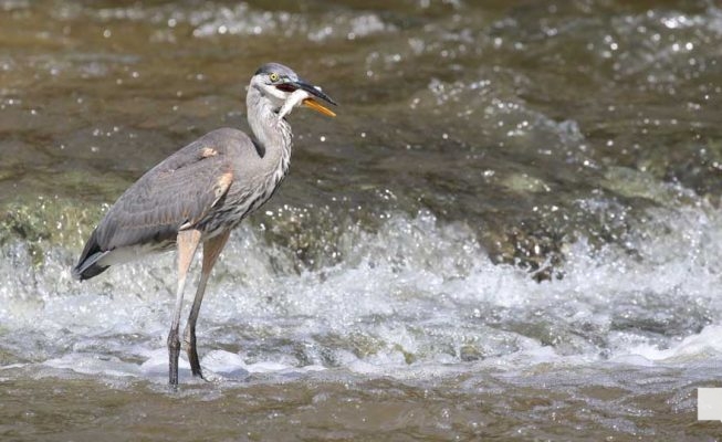 September 3, 2026 salmon blue heron4807