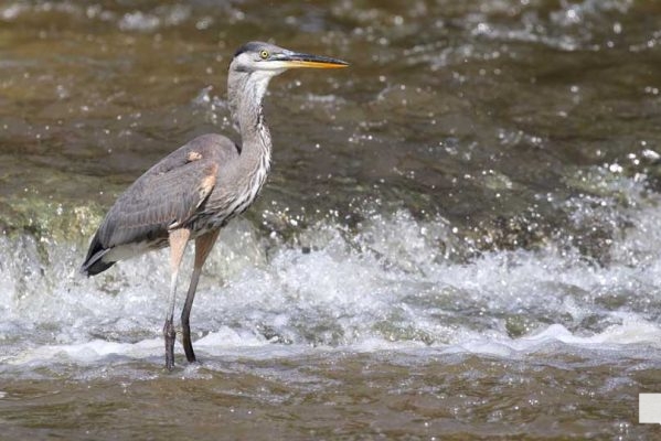 September 3, 2026 salmon blue heron4808