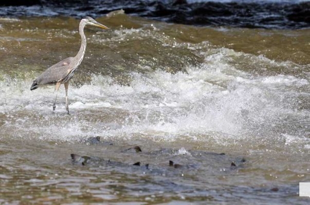 September 3, 2026 salmon blue heron4809