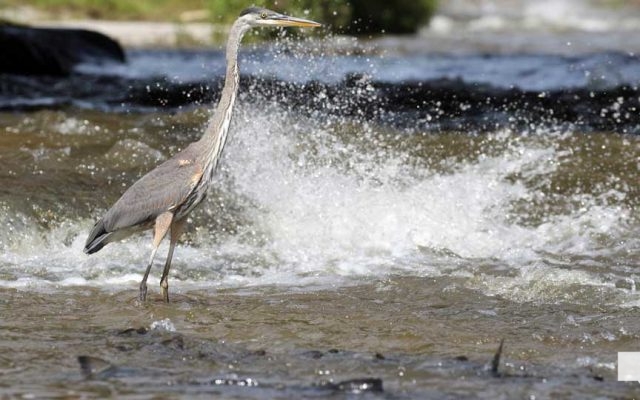 September 3, 2026 salmon blue heron4810