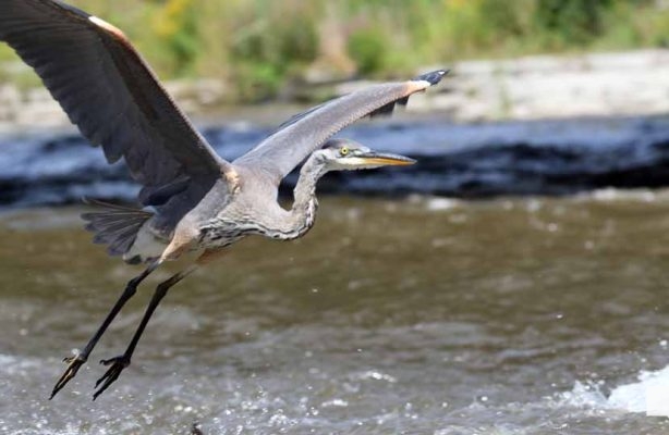 September 3, 2026 salmon blue heron4811