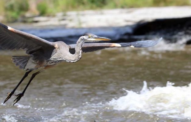 September 3, 2026 salmon blue heron4812