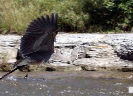 September 3, 2026 salmon blue heron4813