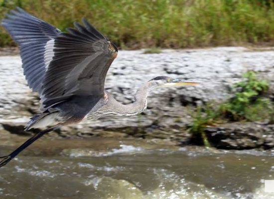 September 3, 2026 salmon blue heron4814