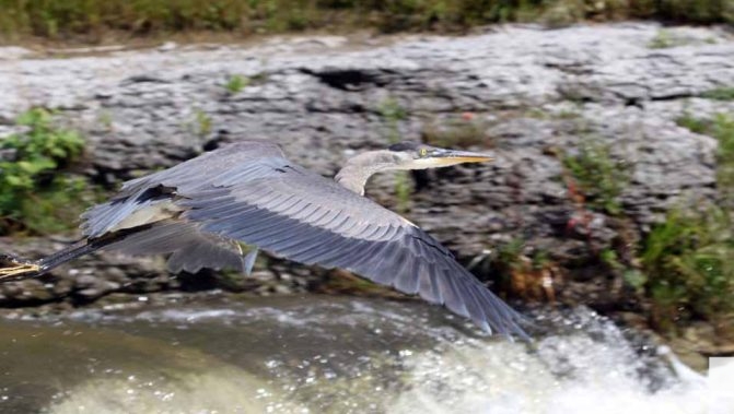 September 3, 2026 salmon blue heron4815
