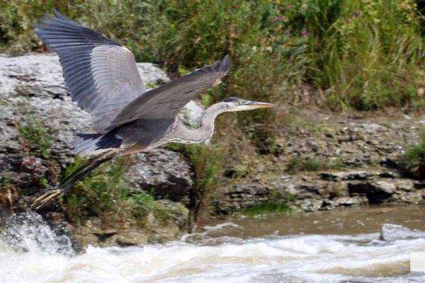 September 3, 2026 salmon blue heron4816