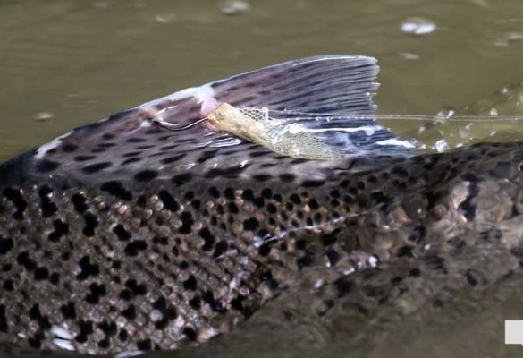 September 3, 2026 salmon blue heron4817