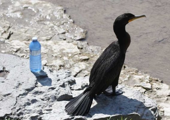 September 3, 2026 salmon blue heron4819