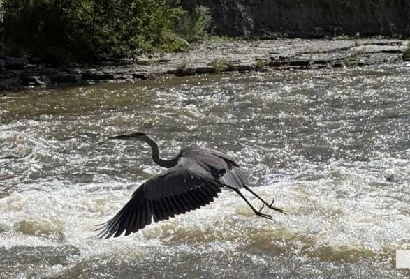 September 3, 2026 salmon blue heron4823