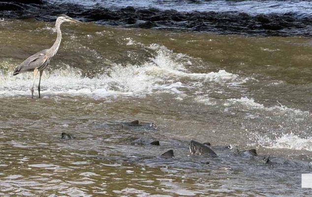 September 3, 2026 salmon blue heron4824