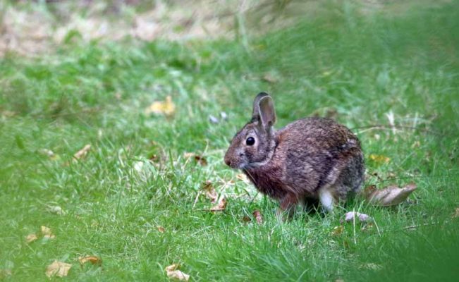 October 11, 2026 rabbit 5935