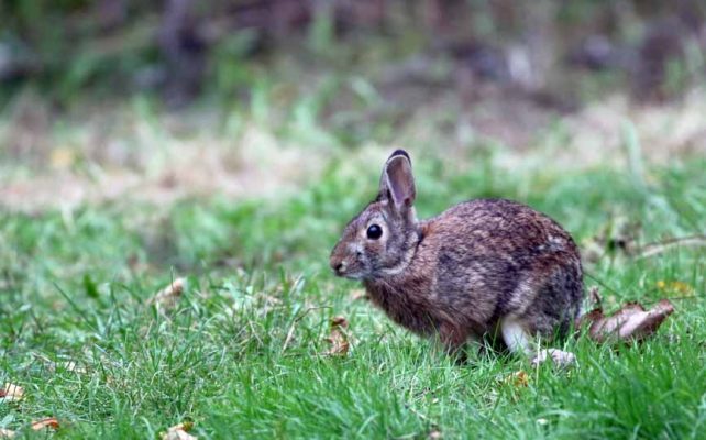 October 11, 2026 rabbit 5936