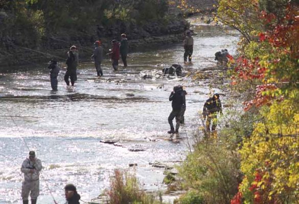 October 15, 2026 Salmon Ganaraska River 5961