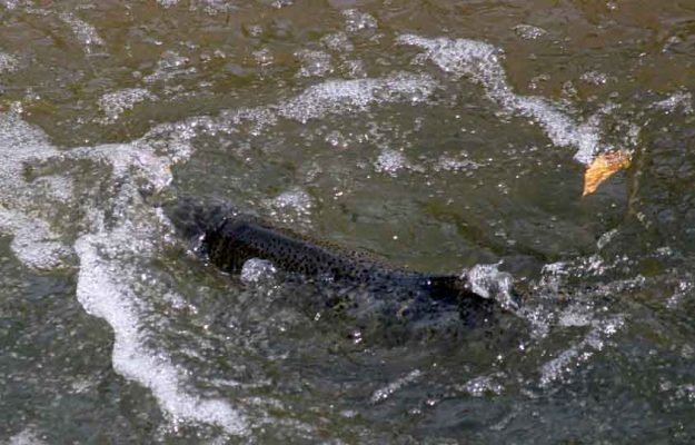 October 15, 2026 Salmon Ganaraska River 5965