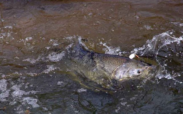 October 15, 2026 Salmon Ganaraska River 5966