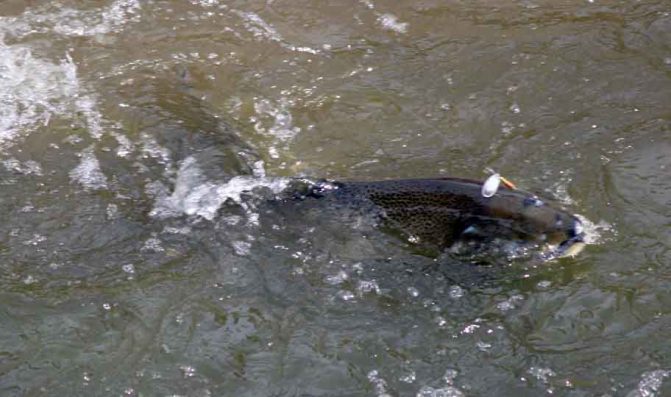 October 15, 2026 Salmon Ganaraska River 5967