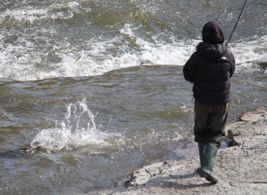 October 15, 2026 Salmon Ganaraska River 5968