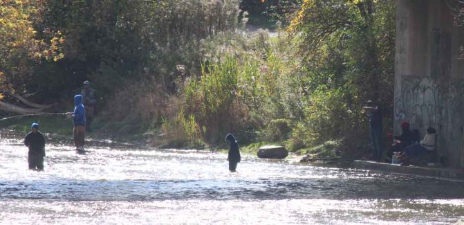 October 15, 2026 Salmon Ganaraska River 5970