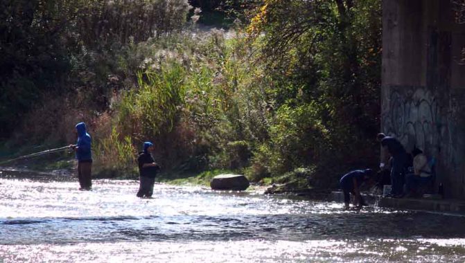 October 15, 2026 Salmon Ganaraska River 5971