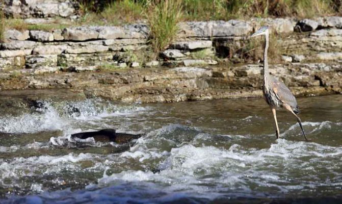 October 2, 2026 great blue heron 5797