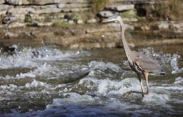 October 2, 2026 great blue heron 5798