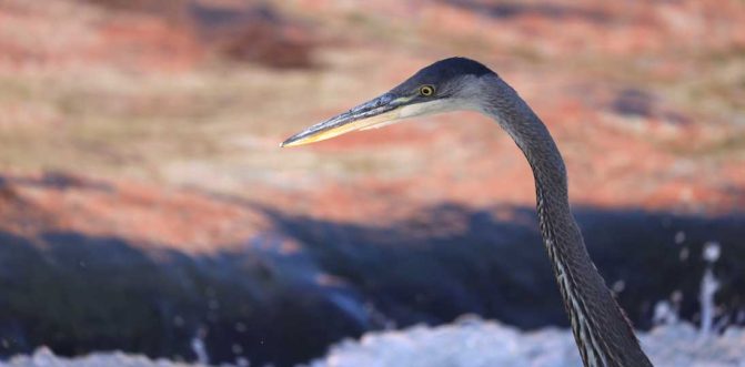 October 2, 2026 great blue heron 5799