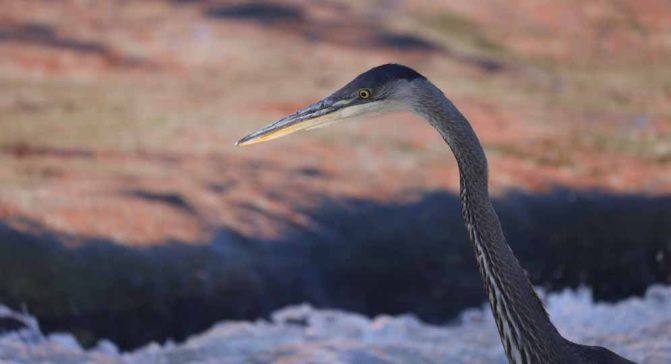 October 2, 2026 great blue heron 5800